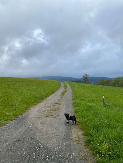 Hundeauslaufgebiet-Wiese-Bild