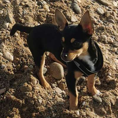 Hundetreffen-Spielen & Spazieren-Bild