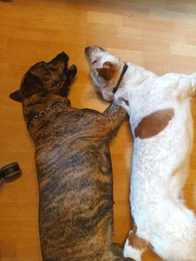 Die Dogorama Wochen Challenge "Friends will be Friends"-Beitrag-Bild