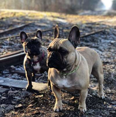 Hundetreffen-Spaziergang/ Hundetreff-Bild