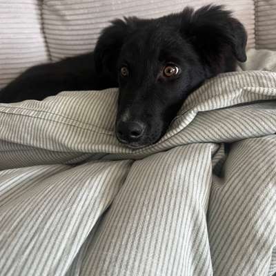 Hundetreffen-Gemeinsames Gassi gehen mit Welpen und Junghunden-Bild