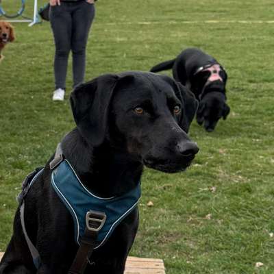 Hundetreffen-Gemeinsamer Spaziergang-Bild