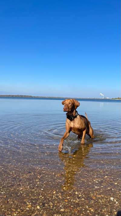 Dogorama Photo Challenge - Schattiges Plätzchen-Beitrag-Bild