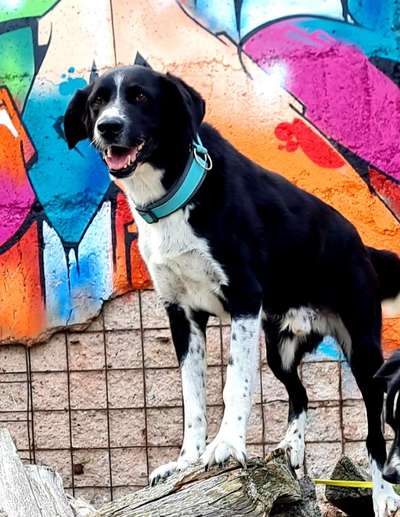 Dogorama Photo Challenge - Einmal lächeln bitte-Beitrag-Bild