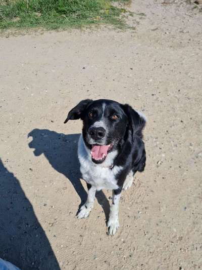 Labradorfans-Beitrag-Bild