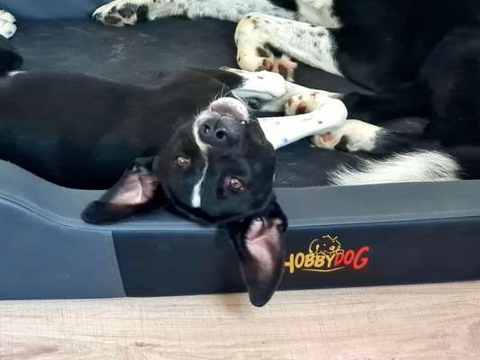 Dogorama Photo Challenge - Einmal lächeln bitte-Beitrag-Bild