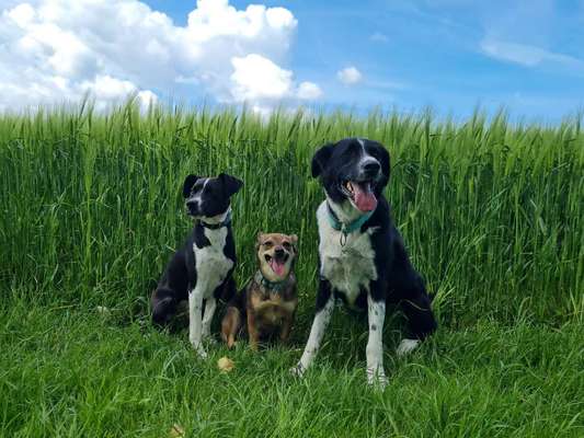 Auslandstierschutz-Beitrag-Bild