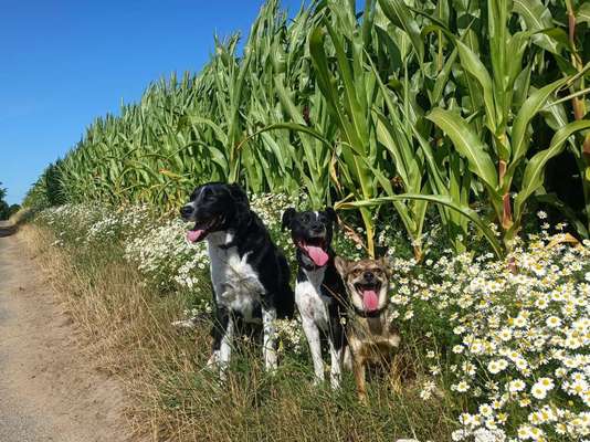 TierschutzhundeStammtisch🐕-Beitrag-Bild