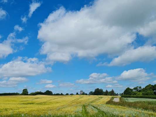 Die wunderschöne Welt mit Hund.-Beitrag-Bild