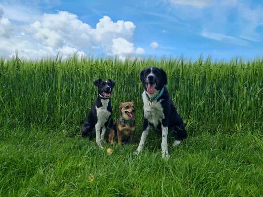 Tongue Out Tuesday-Beitrag-Bild