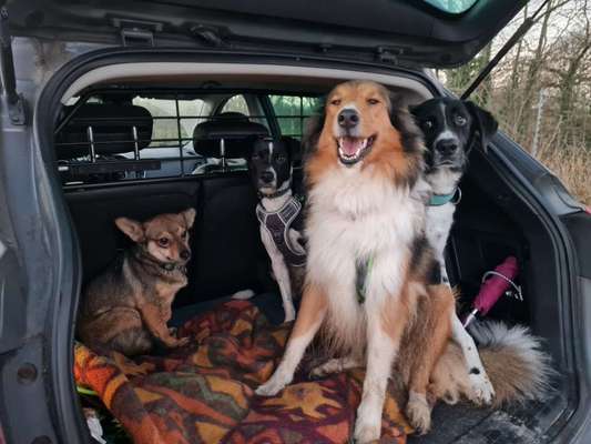 FOTOCHALLENGE 70 - Dein Hund im Auto-Beitrag-Bild