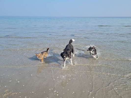 BIG LOVE :) mit 2 Hunden❣️-Beitrag-Bild