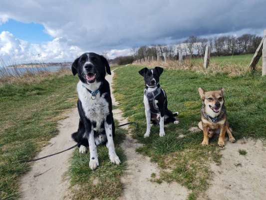 BIG LOVE :) mit 2 Hunden❣️-Beitrag-Bild