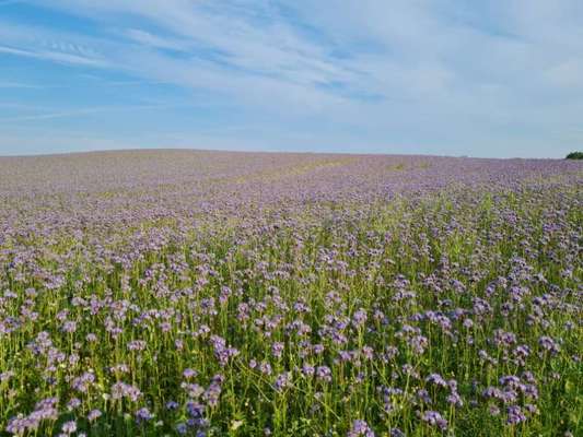 Die wunderschöne Welt mit Hund.-Beitrag-Bild