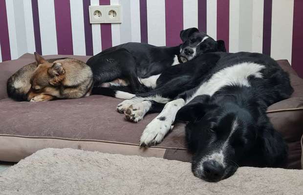 BIG LOVE :) mit 2 Hunden❣️-Beitrag-Bild