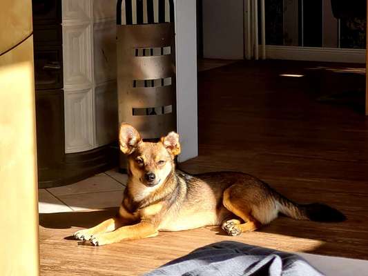 Dogorama Photo Challenge - Einmal lächeln bitte-Beitrag-Bild