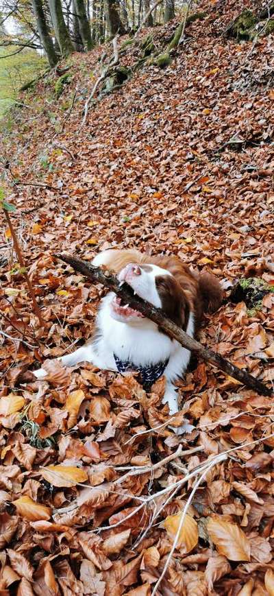 Hundetreffen-Treffen zum Spielen :)-Bild