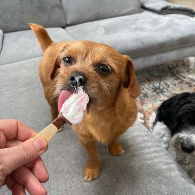 Hundetreffen-Spielkameraden gesucht-Bild