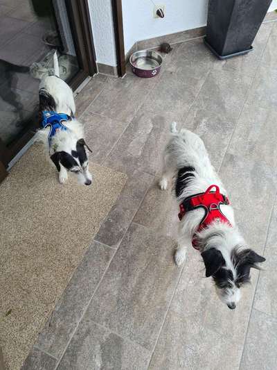 Geschirr Empfehlung-Beitrag-Bild