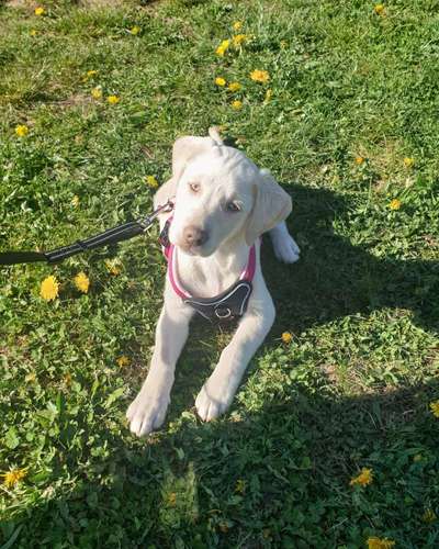 Hundetreffen-Welpenspielstunde-Bild