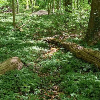 Giftköder-Toter Fuchs-Bild