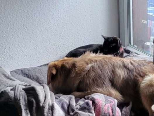 Hund und Katz Momente-Beitrag-Bild