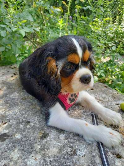 Cavaliere-Beitrag-Bild