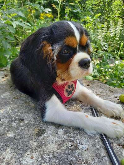 Cavalier King Charles Spaniel?-Beitrag-Bild