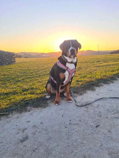 Hundetreffen-Spaziergang an der Leine / Training-Bild