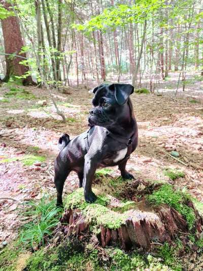 Dogorama Photo Challenge - Gassipause-Beitrag-Bild