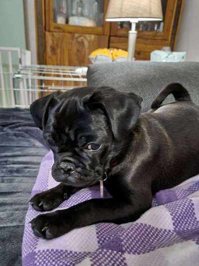 Patterdale Terrier-Beitrag-Bild