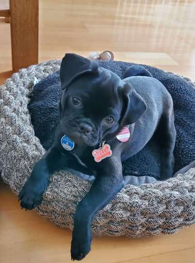 Mops mix-Beitrag-Bild