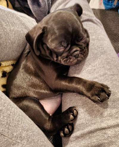 Dogorama Photo Challenge - Die besten Hundebuddys-Beitrag-Bild