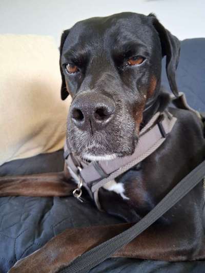 Hunde aus Griechenland-Beitrag-Bild