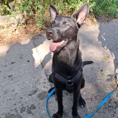 Hundetreffen-Junghundetreffen Rems-Murr-Kreis-Bild