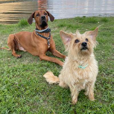 Hundetreffen-Spaziergang-Bild