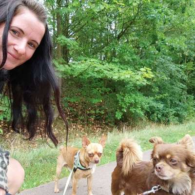 Hundetreffen-Hunde Sittung-Bild