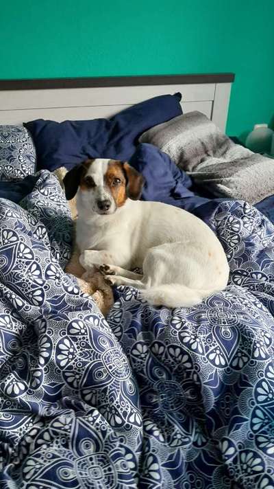 Jack Russell Terrier-Beitrag-Bild