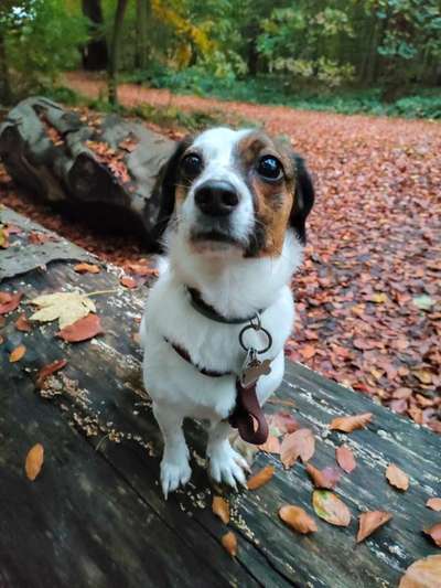 Dogorama Photo Challenge - Hundeblick zum hinschmelzen-Beitrag-Bild