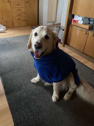 Wo sind die Golden Retriever Liebhaber?-Beitrag-Bild