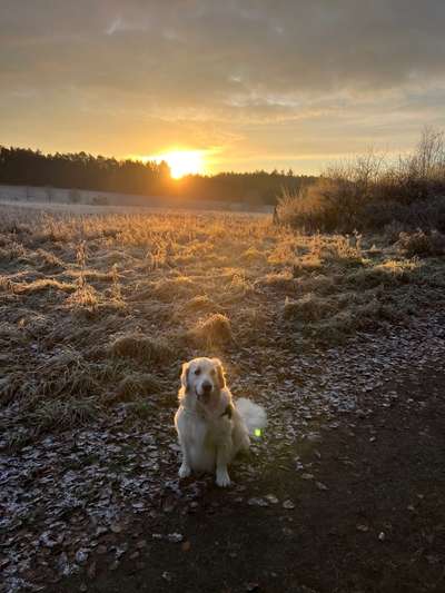 Wo sind die Golden Retriever Liebhaber?-Beitrag-Bild