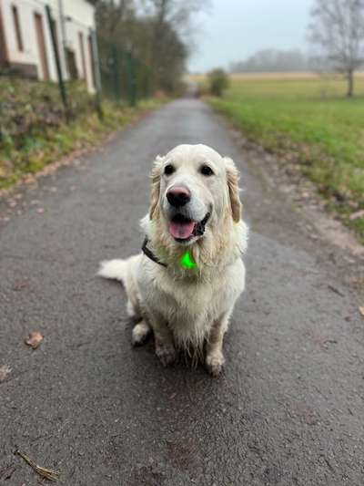 Wo sind die Golden Retriever Liebhaber?-Beitrag-Bild