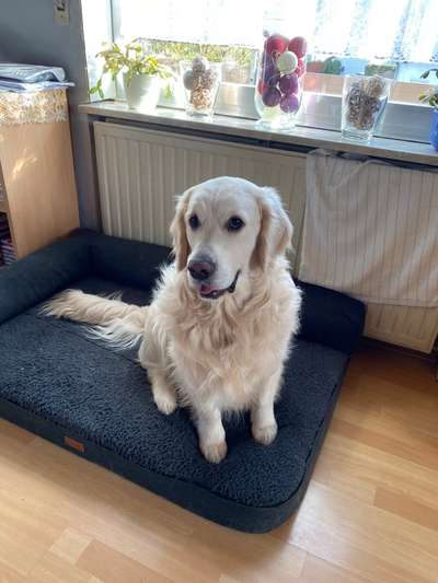 Wo sind die Golden Retriever Liebhaber?-Beitrag-Bild