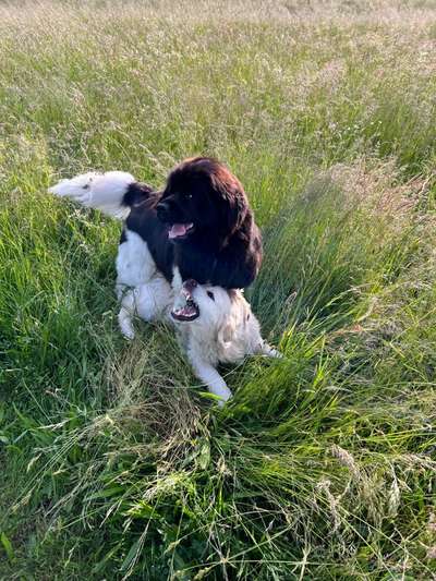 Wo sind die Golden Retriever Liebhaber?-Beitrag-Bild