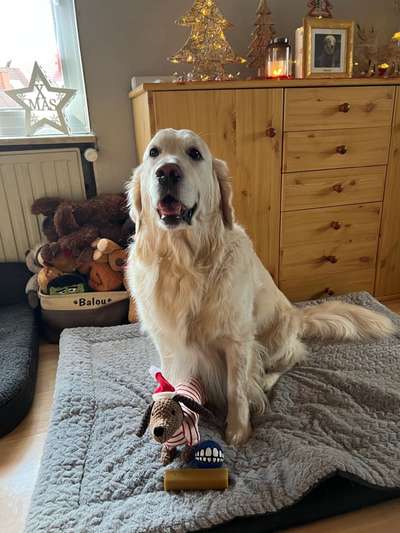 Wo sind die Golden Retriever Liebhaber?-Beitrag-Bild