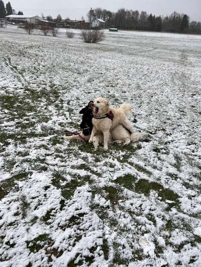 Wo sind die Golden Retriever Liebhaber?-Beitrag-Bild