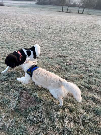 Wo sind die Golden Retriever Liebhaber?-Beitrag-Bild