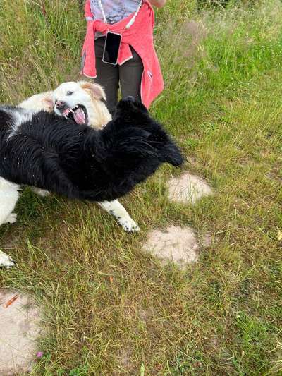 Wo sind die Golden Retriever Liebhaber?-Beitrag-Bild