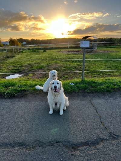 Wo sind die Golden Retriever Liebhaber?-Beitrag-Bild