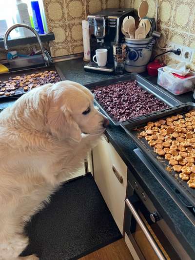 Wo sind die Golden Retriever Liebhaber?-Beitrag-Bild